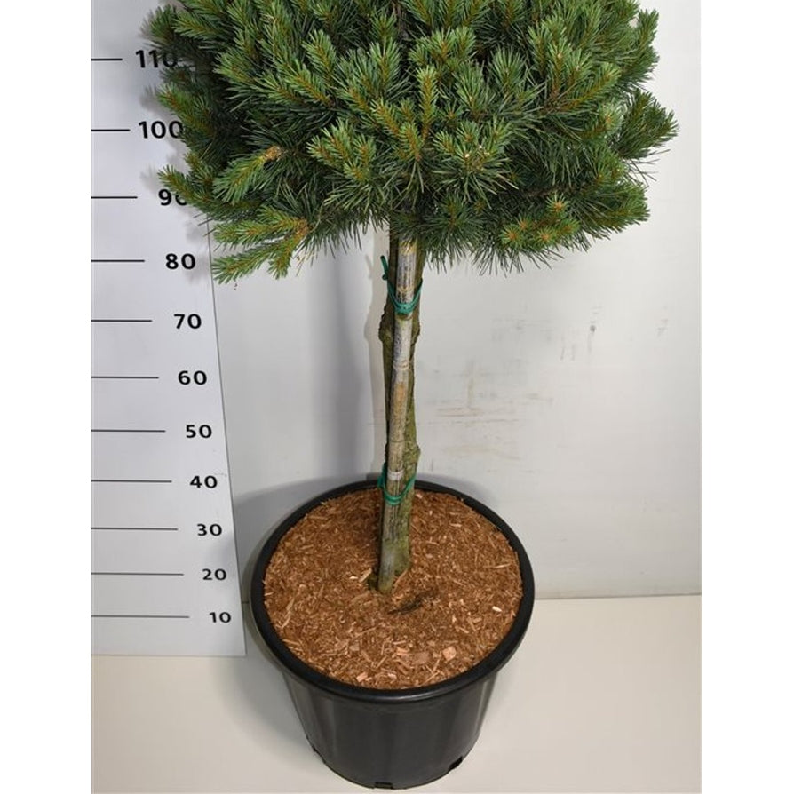 Tall – Pinus sylvestris 'Watereri' - C35 60-70 cm. Stam